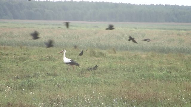 Maturing flax in a large field, almost ready to harvest. Flax field in Summer. Field of golden flax seeds.
