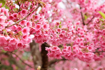 Vintage sakura or cherry blossom