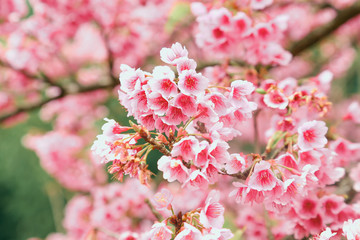 Vintage sakura or cherry blossom