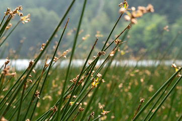 Lake reed flowers