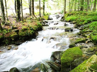 Obraz premium natürlicher Bachlauf