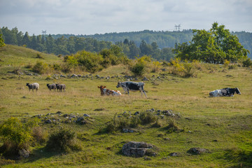 Fototapeta na wymiar Live stock of sheeps and cows at the viking burial mounds on the island Adelsö at the viking town on the island Birka close to Stockholm