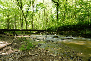 Obraz premium A beautiful nature walk in a Forest in the Summer