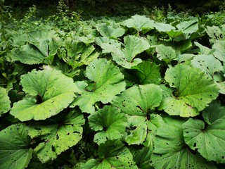 Pestwurz - große Blätter am Bach