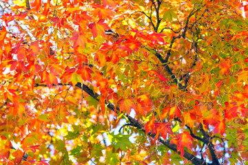Colorful autumn leaves on a tree.