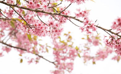 Beautiful cherry blossom or sakura in spring time over  sky