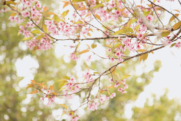 Beautiful cherry blossom or sakura in spring time over  sky