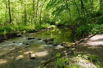 Obraz premium A beautiful nature walk in a Forest in the Summer