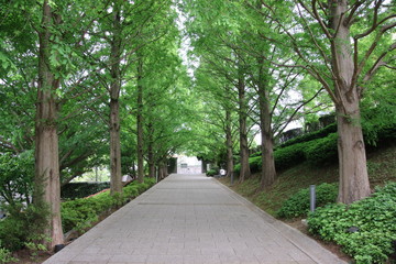 山手西洋館にあるメタセコイア並木