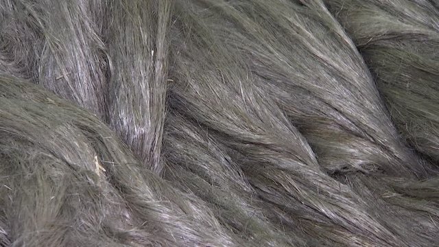 Rural farming. Horizontal dry flax fibers, production of linen fabrics.