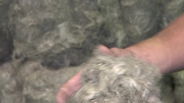 Short flax fiber. Horizontal dry flax fibers, production of linen fabrics