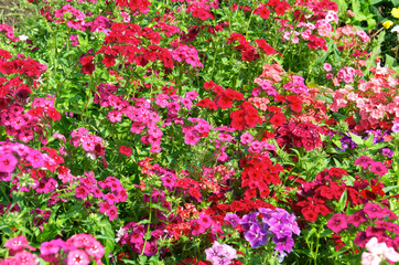 beautiful background of bright bushes of pink, red and purple phloxes flowers