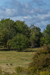 Obraz premium Viking burial mounds on the island Adelsö at the viking town on the island Birka close to Stockholm
