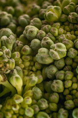 Nahaufnahme grüner Brokkoli