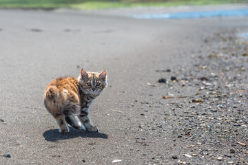 A little red kitten plays in the sand on the seashore.