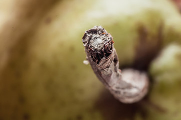 macro of fresh tasty healthy colorful fruit
