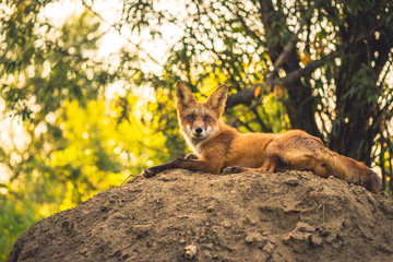 portrait of beautiful wild red fox in the forest 