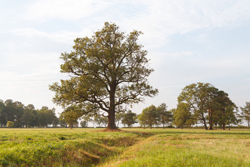 Fototapeta na wymiar A large lonely oak tree stands in a field. The field is crossed by a ravine.