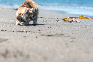 A little red kitten plays in the sand on the seashore.