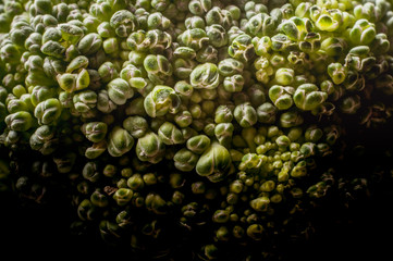 Nahaufnahme grüner Brokkoli