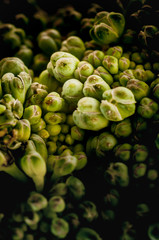 Nahaufnahme grüner Brokkoli