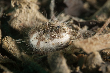 Sea urchins, or simply urchins, are typically spiny, globular animals, echinoderms in the class Echinoidea