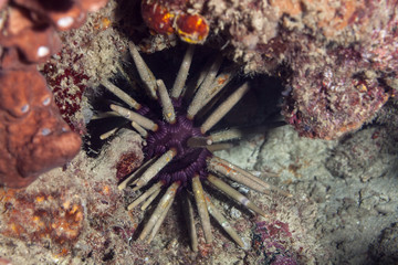 Sea urchins, or simply urchins, are typically spiny, globular animals, echinoderms in the class Echinoidea