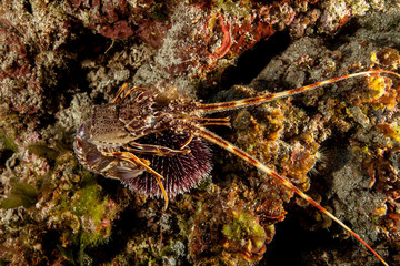 Sea urchins, or simply urchins, are typically spiny, globular animals, echinoderms in the class Echinoidea