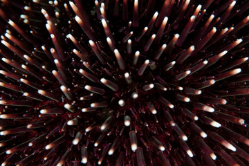 Sea urchins, or simply urchins, are typically spiny, globular animals, echinoderms in the class...
