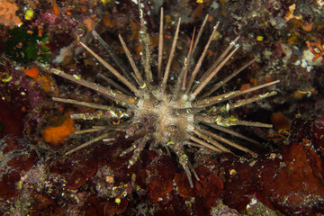 Fototapeta na wymiar Sea urchins, or simply urchins, are typically spiny, globular animals, echinoderms in the class Echinoidea