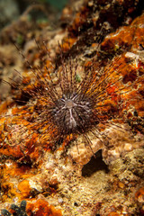 Naklejka na ściany i meble Sea urchins, or simply urchins, are typically spiny, globular animals, echinoderms in the class Echinoidea