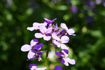 Beautiful Purple Flowers found in the forest
