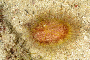 Sea urchins, or simply urchins, are typically spiny, globular animals, echinoderms in the class Echinoidea