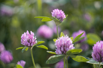 Clover flowers