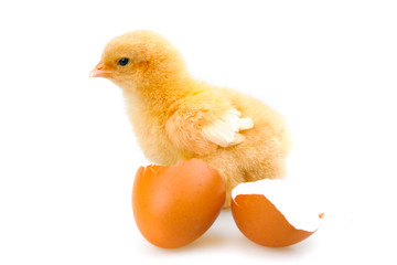 Fototapeta premium chick or little chicken isolated on white background Agriculture, farm and Livestock Concept