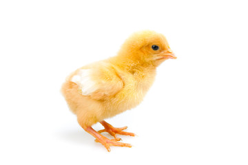 chick or little chicken isolated on white background  Agriculture, farm and Livestock Concept