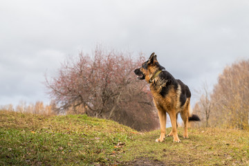 Obraz na płótnie Canvas Dog German Shepherd outdoors in an autumn