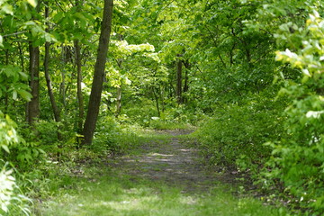 Wonderful Forest Path
