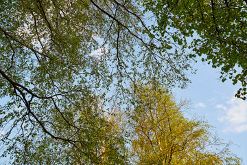 Birch branches at the top of the Park or forest on a spring evening and the sky in the background