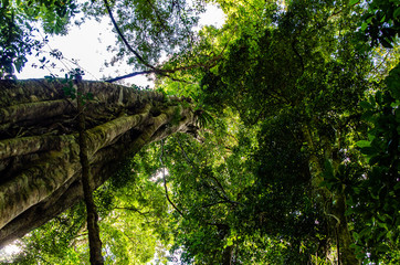 Fototapeta premium trees in the forest
