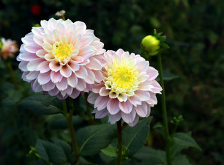 Blooming pink dahlia in the garden. Dahlia is a genus of bushy, tuberous, herbaceous perennial...