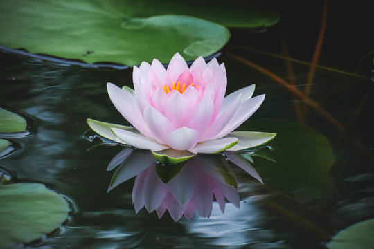 Pink Water Lily In Pond