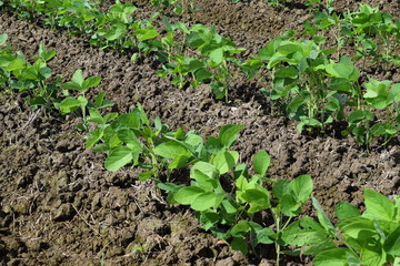 Obraz premium ダイズ畑