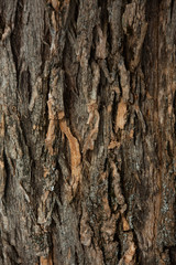 Fototapeta premium tree bark
