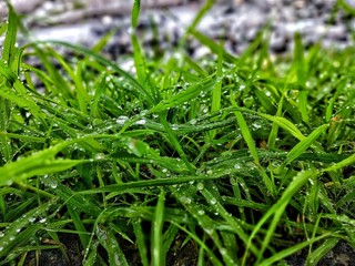 grass with water drops