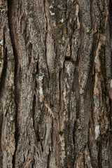 Fototapeta premium tree bark