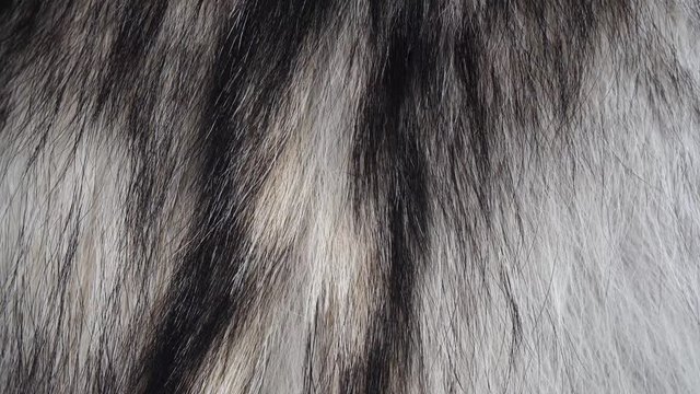 Close up of real grey wolf fur