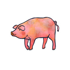 pig on white background