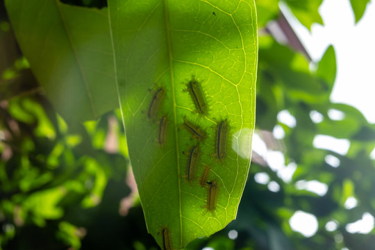 The name of Mangbong Harn..Common name Nettle Caterpillar.Scientific name Parasa lepida.The worm is eating the leaves.