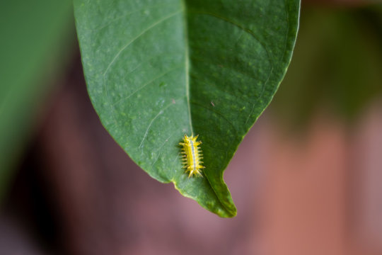The name of Mangbong Harn..Common name Nettle Caterpillar.Scientific name Parasa lepida.The worm is eating the leaves.